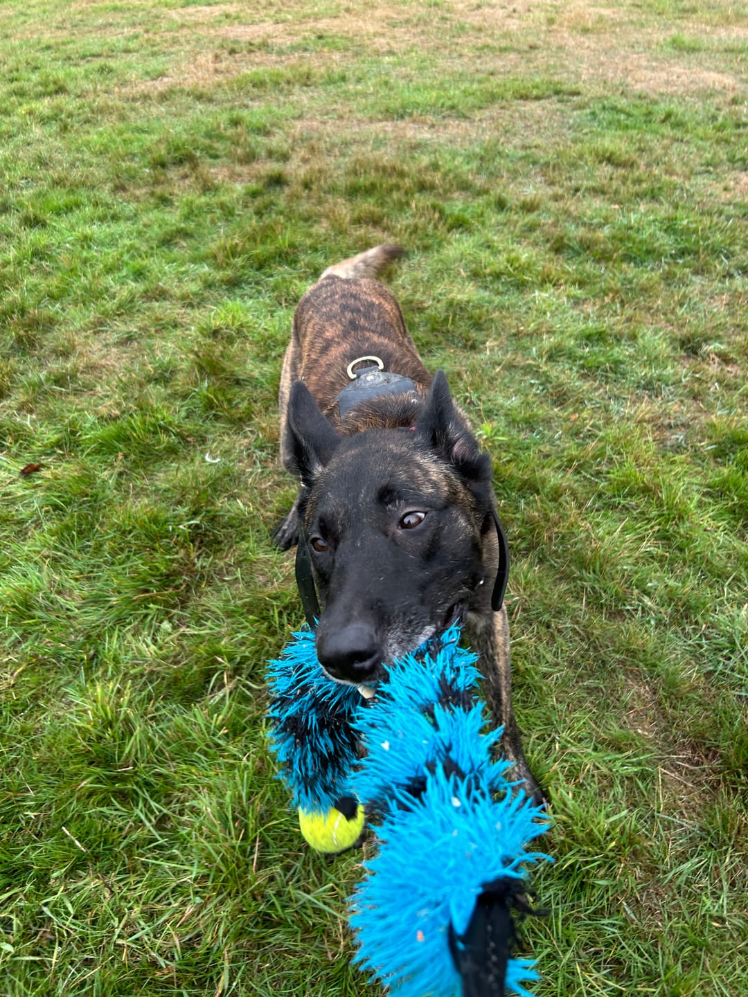 Customer photo review of Long Minky Mega Bungee & Tennis Ball