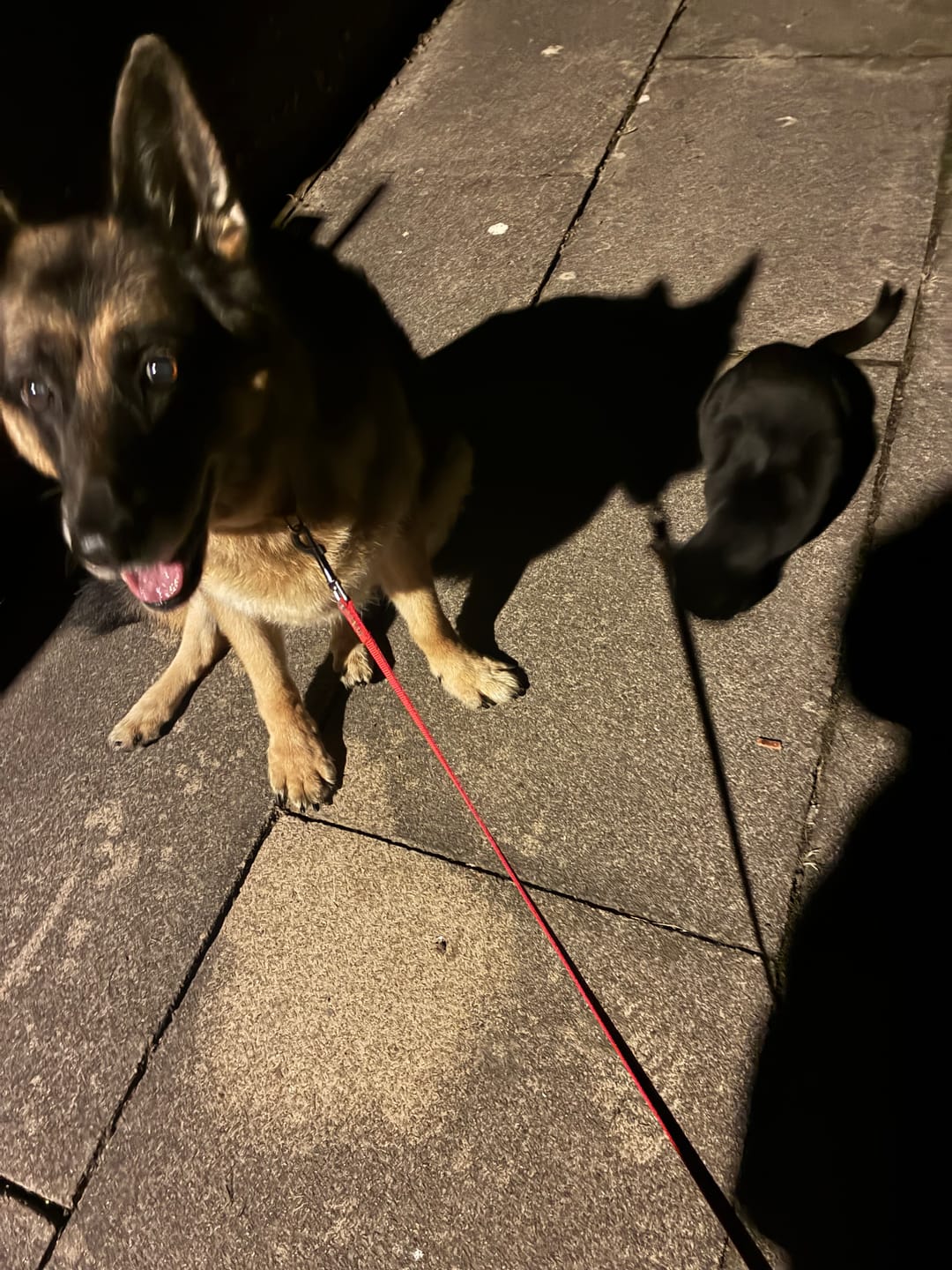 Customer photo review of Dog Duo Pack