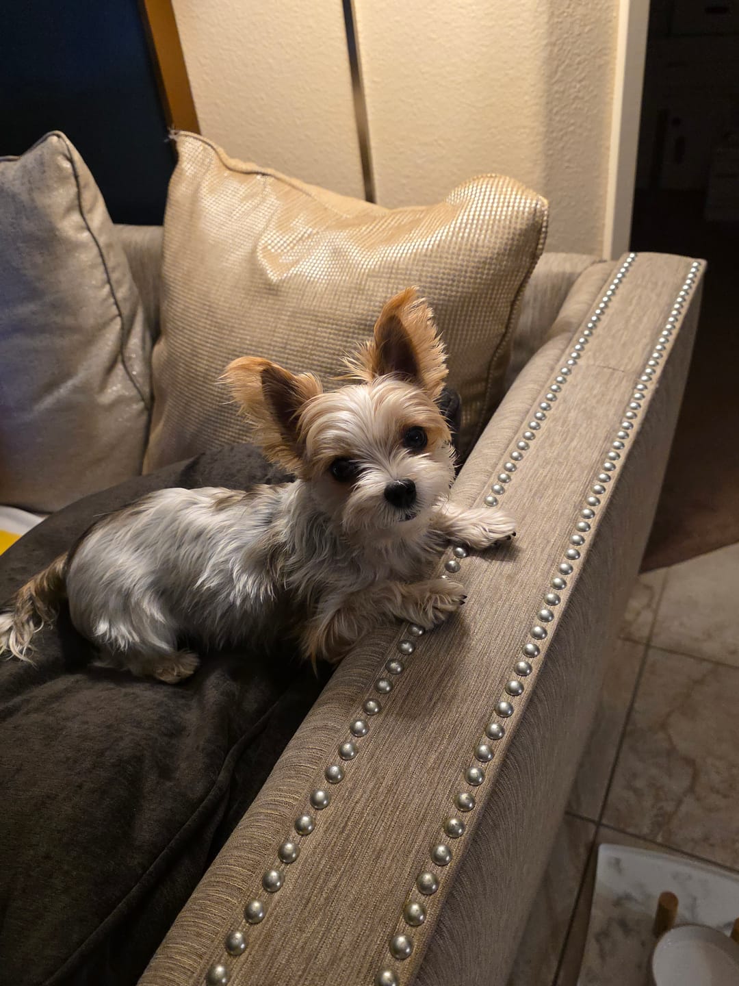 Customer photo review of Liver & Kidney Support with Milk Thistle for Dogs and Cats