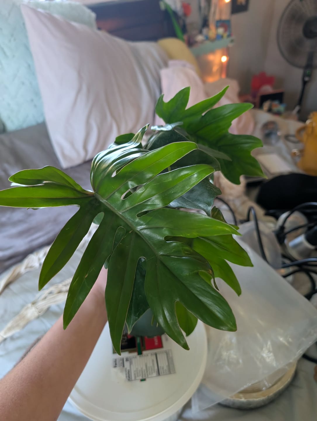 Customer photo review of Philodendron mayoi