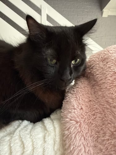 Customer photo review of 3 Month Supply - 2 Cats