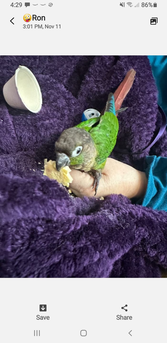 Customer photo review of Bird Bites Freeze Dried Chop - Daily Fruits & Veggies, 5 Flavors to Choose From