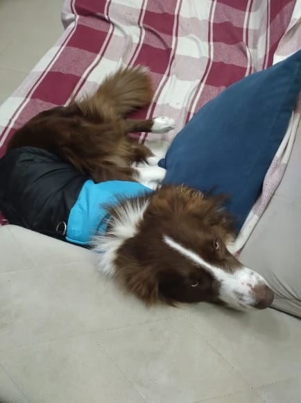 Customer photo review of Winter Pet Dog Clothes Warm Big Dog Coat Puppy Clothing Waterproof Pet Vest Jacket For Small Medium Large Dogs Golden Retriever