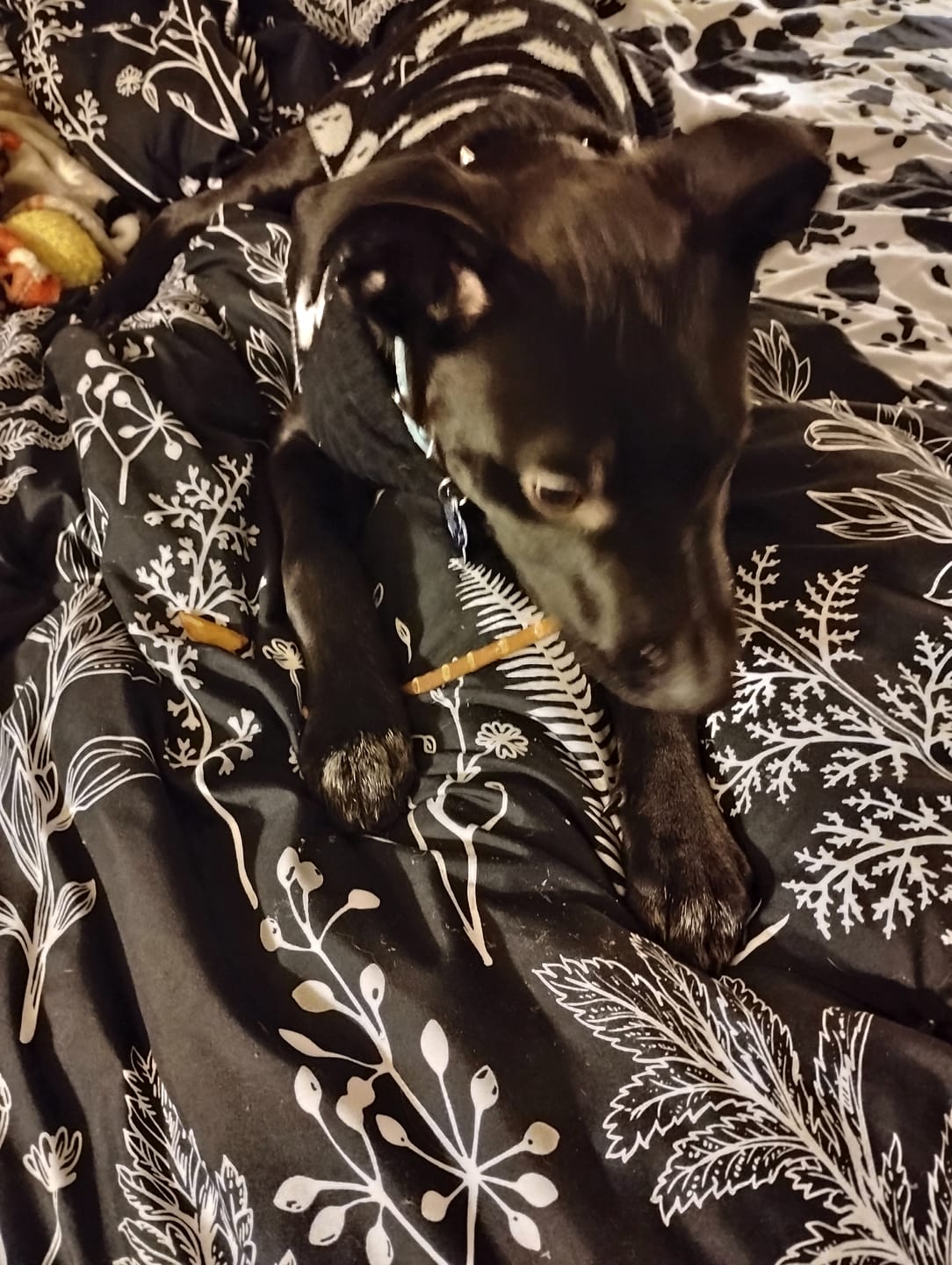 Customer photo review of Stick a Day Dogs | Mix of Chicken & Beef Flavor | Specially Formulated 7-in-1 Functions Daily Real Meat Snacks for Dogs | Healthy Tasty Treat & Pet Vitamins & Supplements Combination (Pack of 28 Sticks)