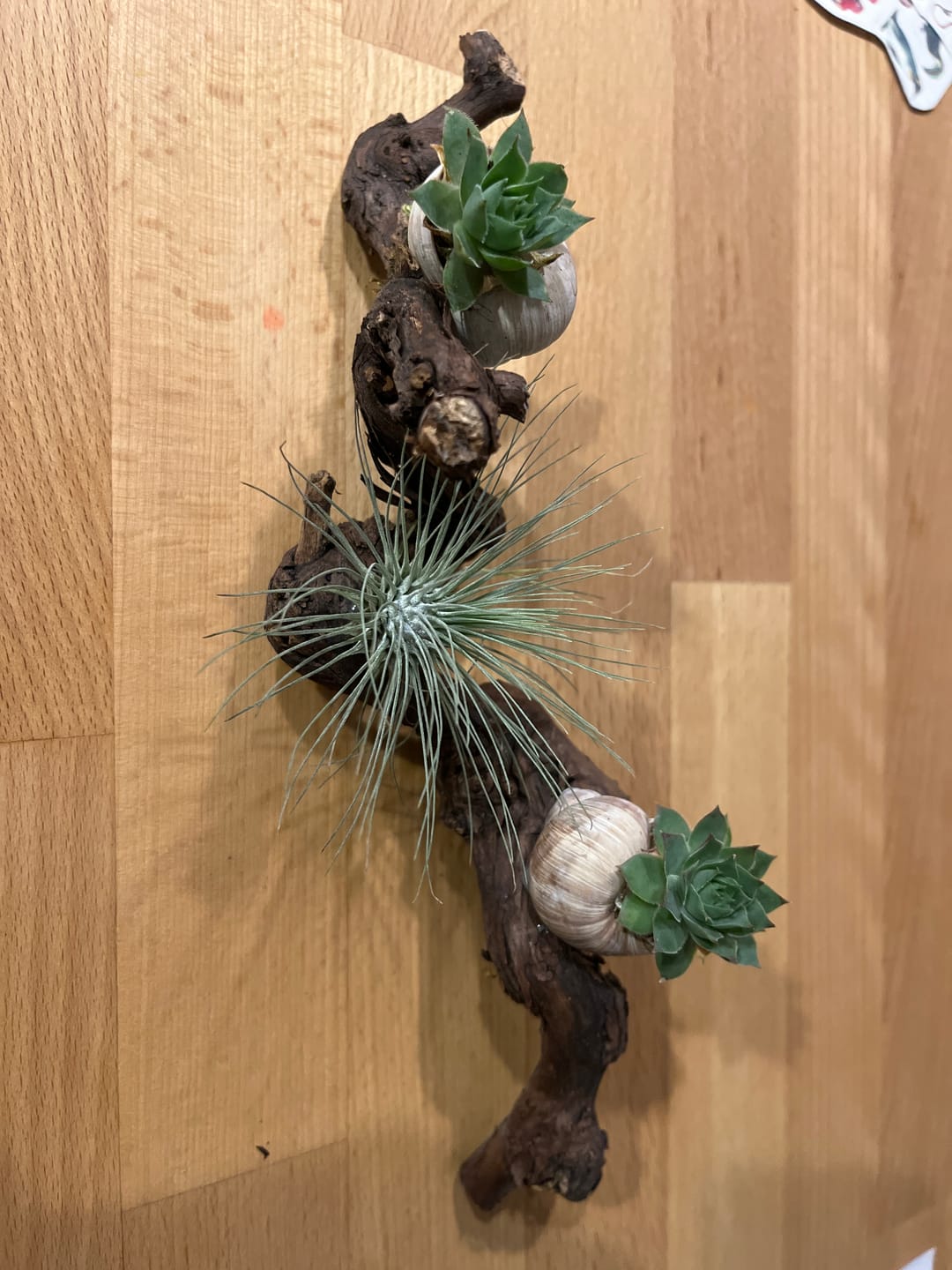 Customer photo review of Tillandsia argentea