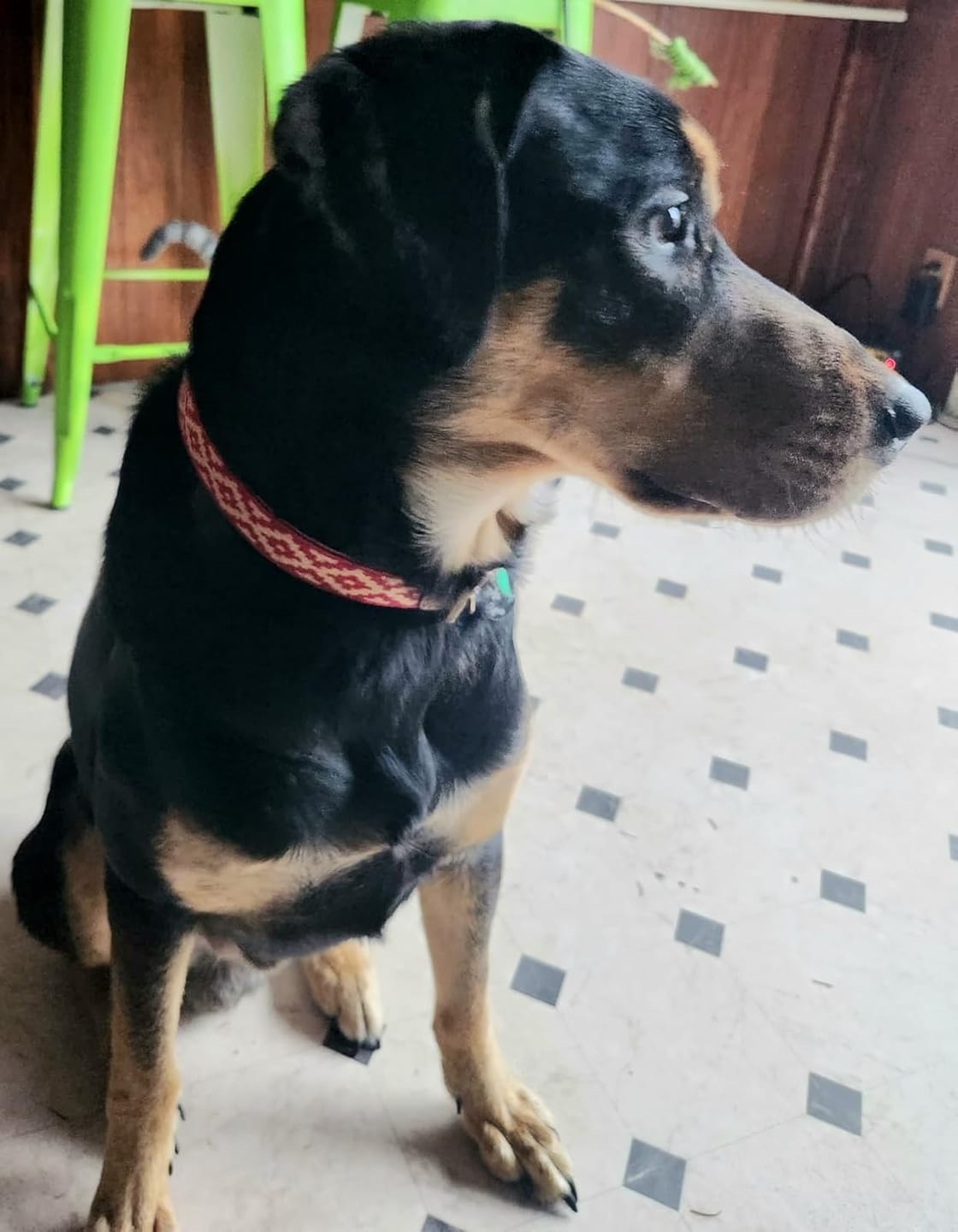 Customer photo review of Guarda Pampas Leather Dog Collar (Red)