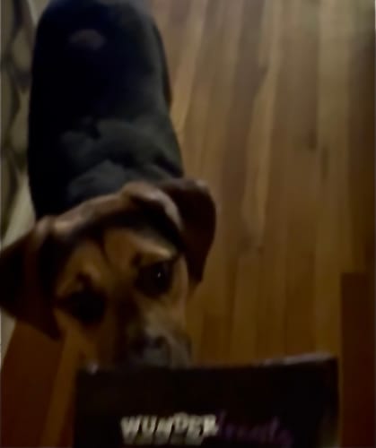 Customer photo review of WUNDERtreats