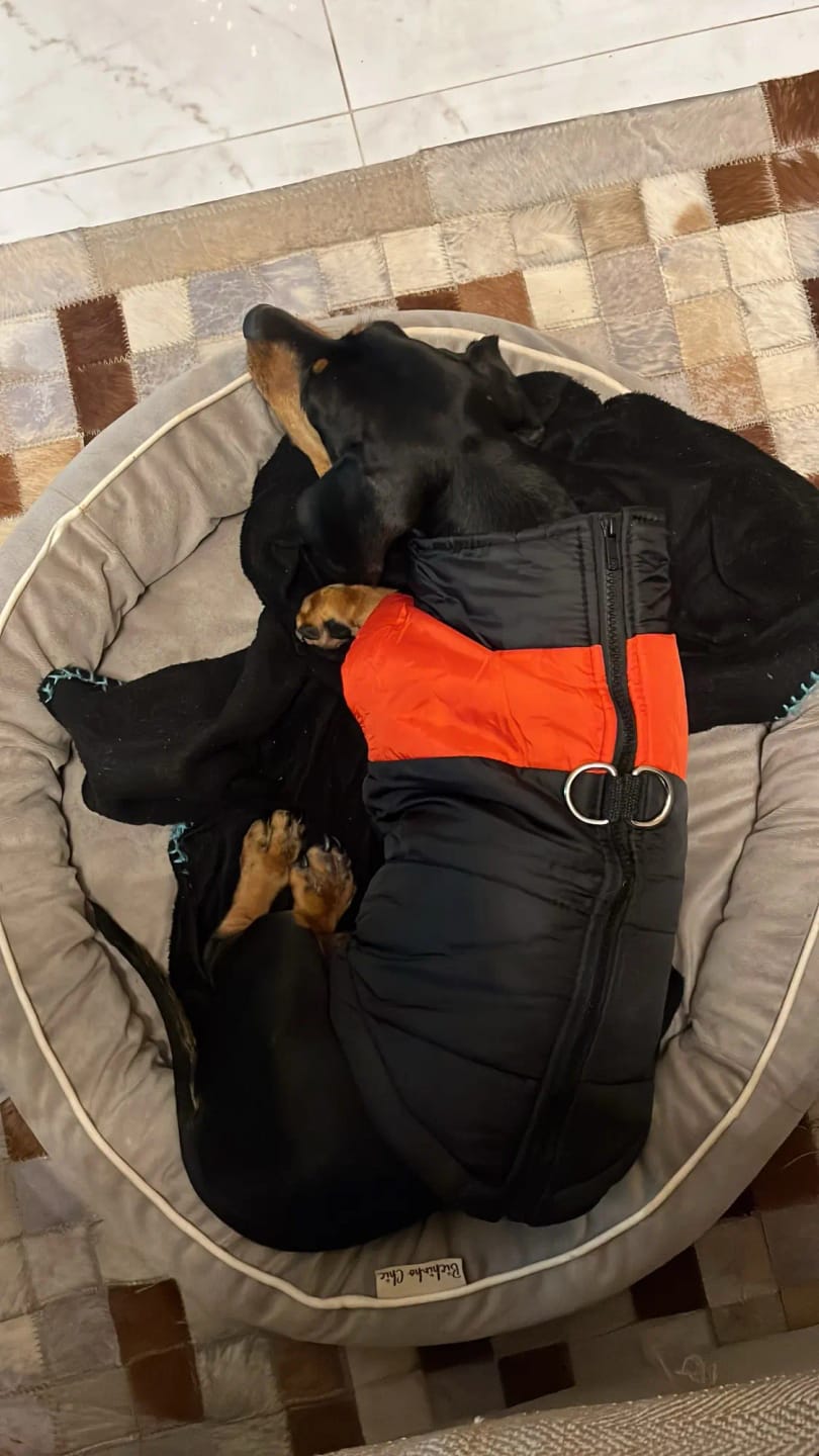 Customer photo review of Winter Pet Dog Clothes Warm Big Dog Coat Puppy Clothing Waterproof Pet Vest Jacket For Small Medium Large Dogs Golden Retriever