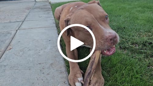 Customer video review of Power Chewer Trial Pack – Built for the Toughest Chewers!