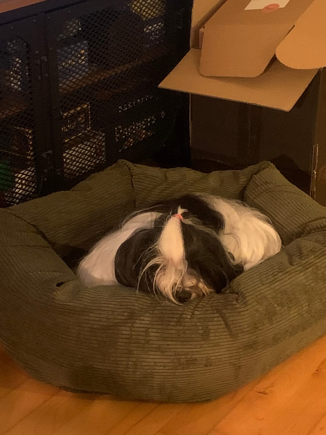 Customer photo review of Staey - Luna 3.0 Hundeseng, Moss Green Fløjl