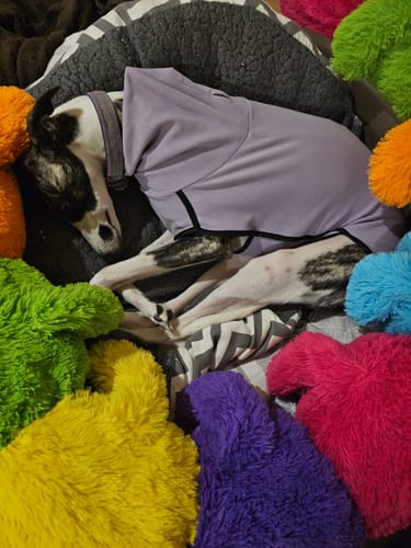 Customer photo review of Fleece Sighthound Base-Layer Coat with Underbelly and Snood