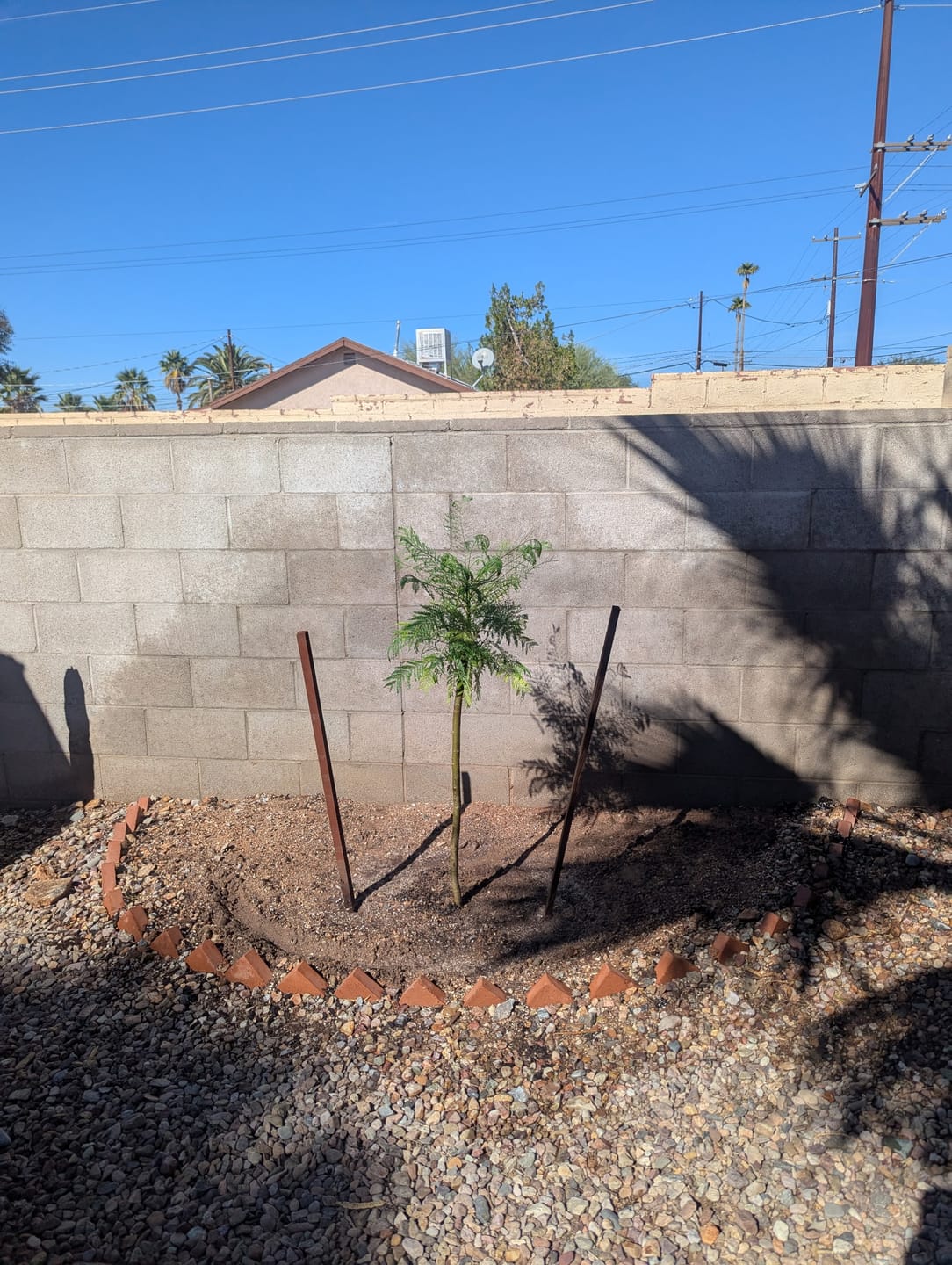 Customer photo review of Purple Jacaranda Mimosifolia Flowering Tree