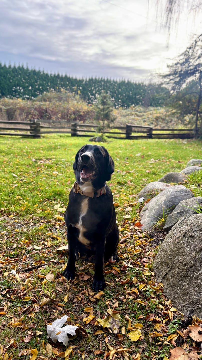 Customer photo review of 2" Luxe Martingale Dog Collar - Beach