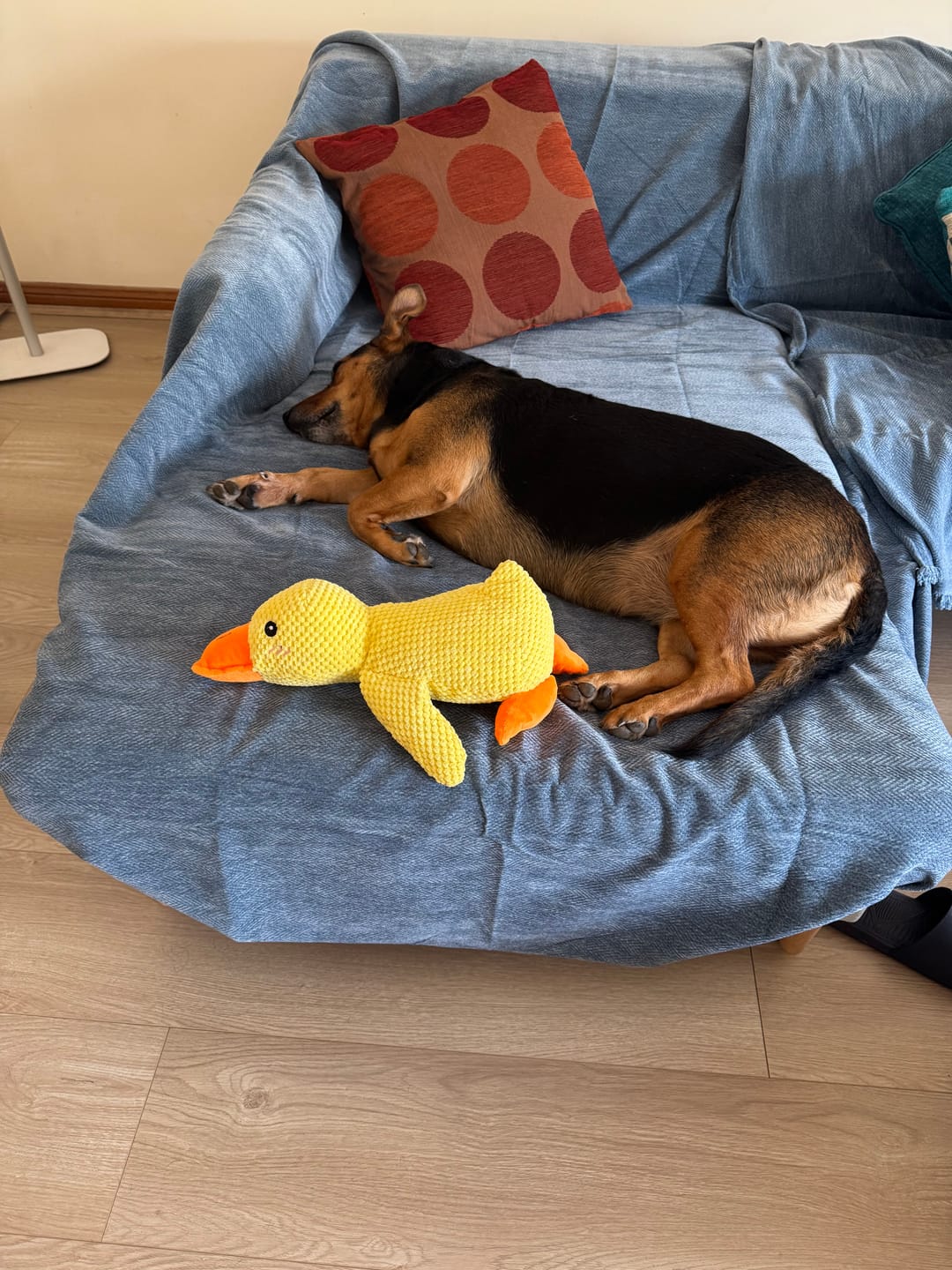 Customer photo review of CouchCare™️ Couch Protector