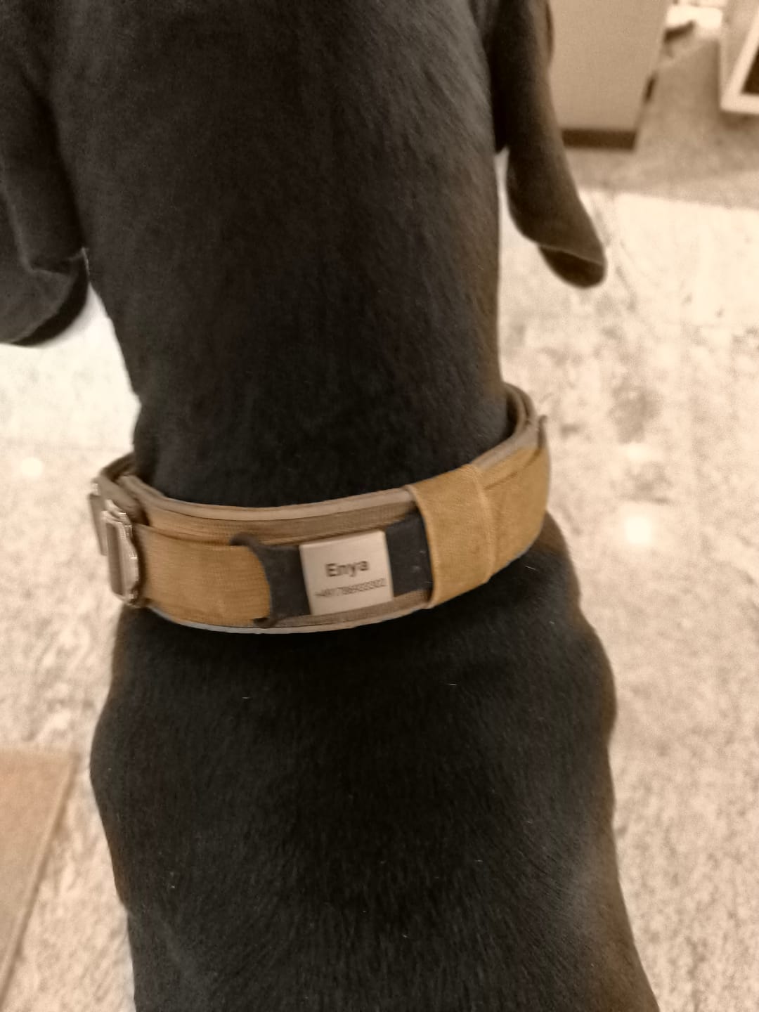 Customer photo review of Klapperfreie Hundemarke Silikonslider mit Edelstahl-Schild für Halsbänder inkl. GRATIS Gravur
