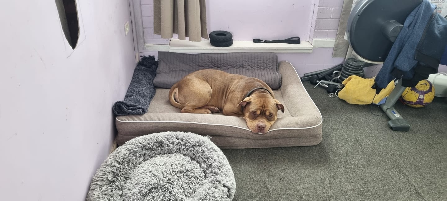 Customer photo review of Orthopedic Pet Bed Memory Foam With Cooling Gel