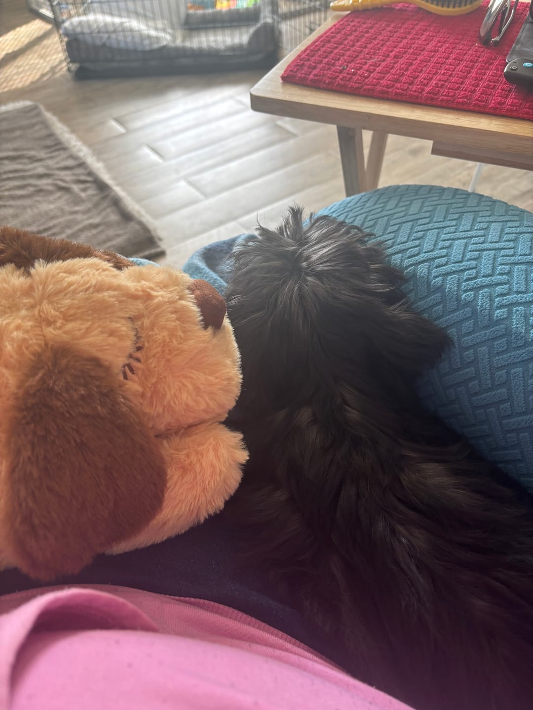 Customer photo review of Peluche Antiestrés para Mascotas
