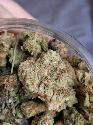 Customer photo review of Dank Gelato Trim THCA Flower