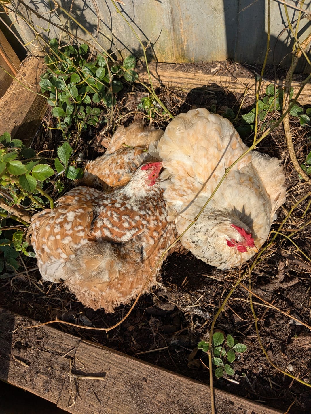Customer photo review of Chicken Food - Poultry Feed Treat Mix For Chickens