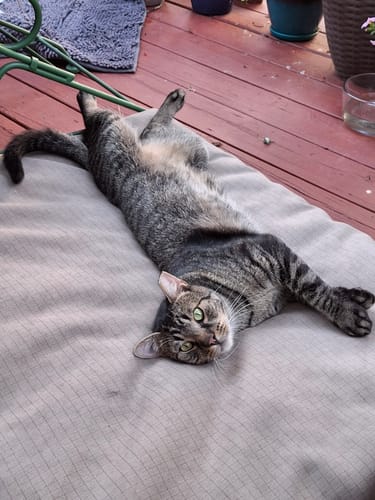 Customer photo review of 2x Blisso Advanced Cat Probiotic | Cat Probiotic for Diarrhea & Kidney Support