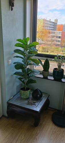 Customer photo review of Ficus Kunstplant 100cm