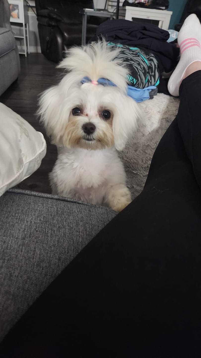 Customer photo review of Nutri Source - Puppy Starter Plus 30/21