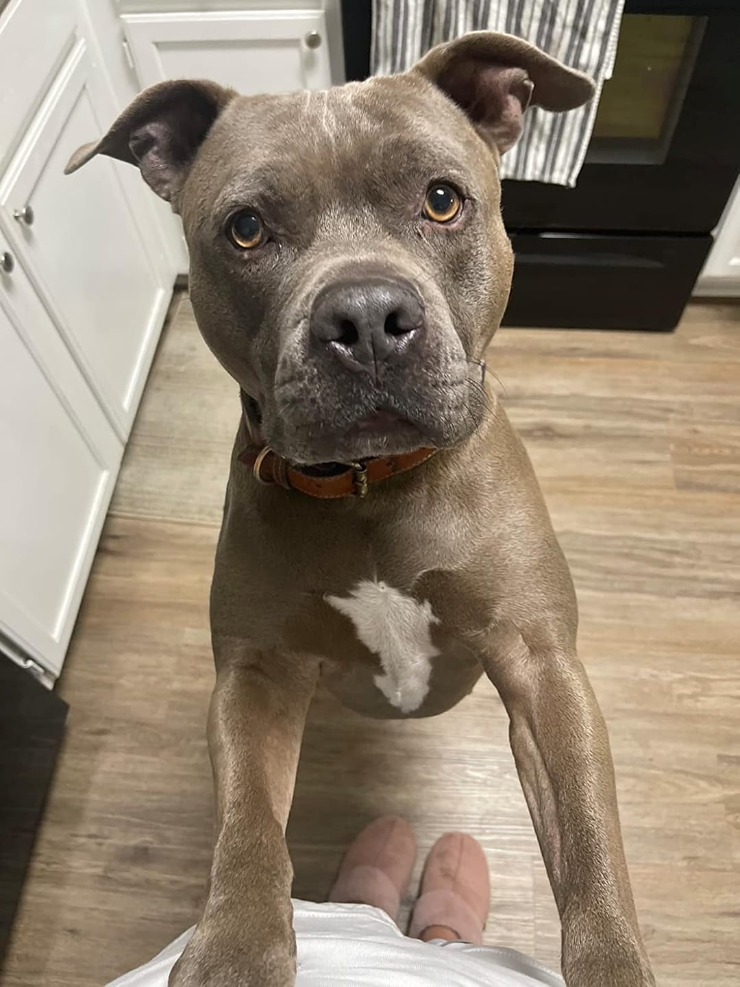 Customer photo review of Guarda Pampas Leather Dog Collar (Blue)