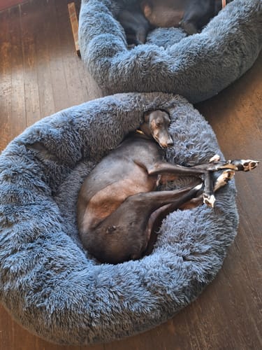 Customer photo review of GIANT Super Plush Donut Bed