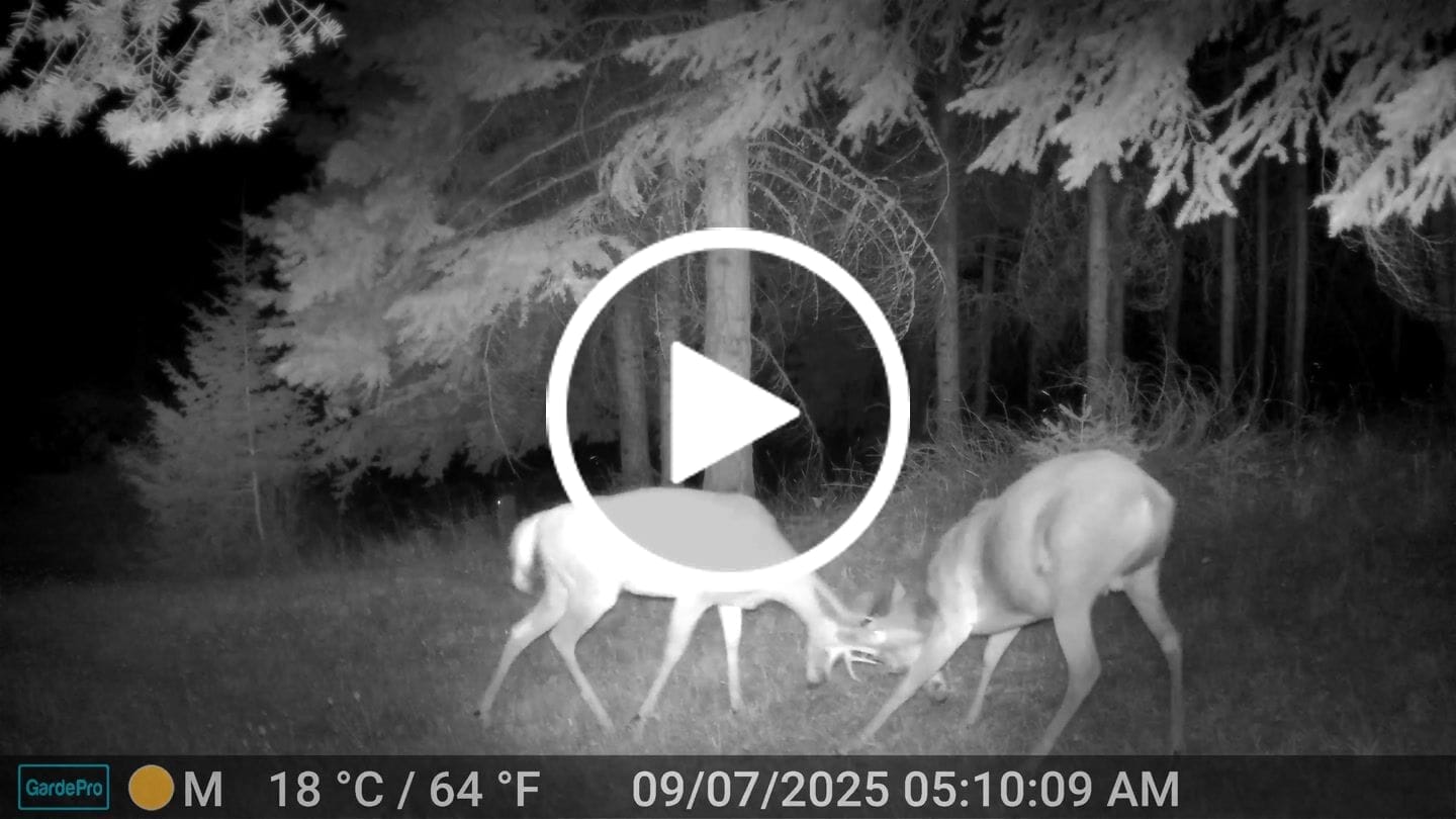 Customer video review of GardePro A60 Non-Cellular Trail Camera with Solar Panel