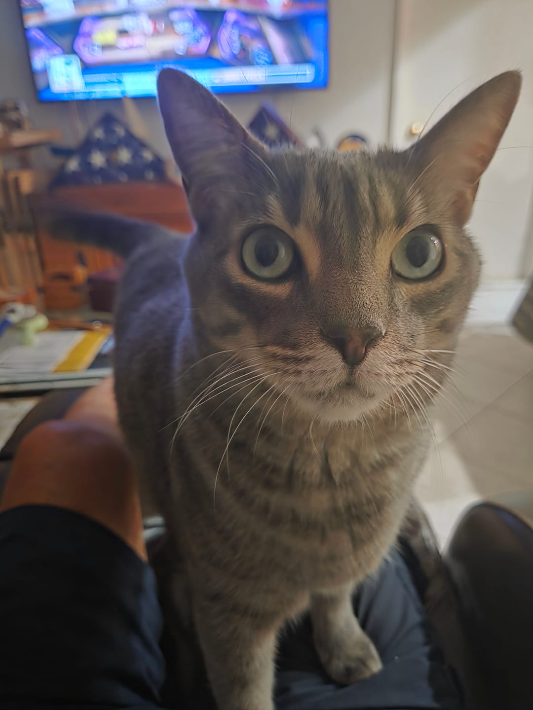 Customer photo review of ELS PET Mixed Cat Litter