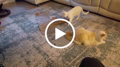 Customer video review of FELOCITY V1