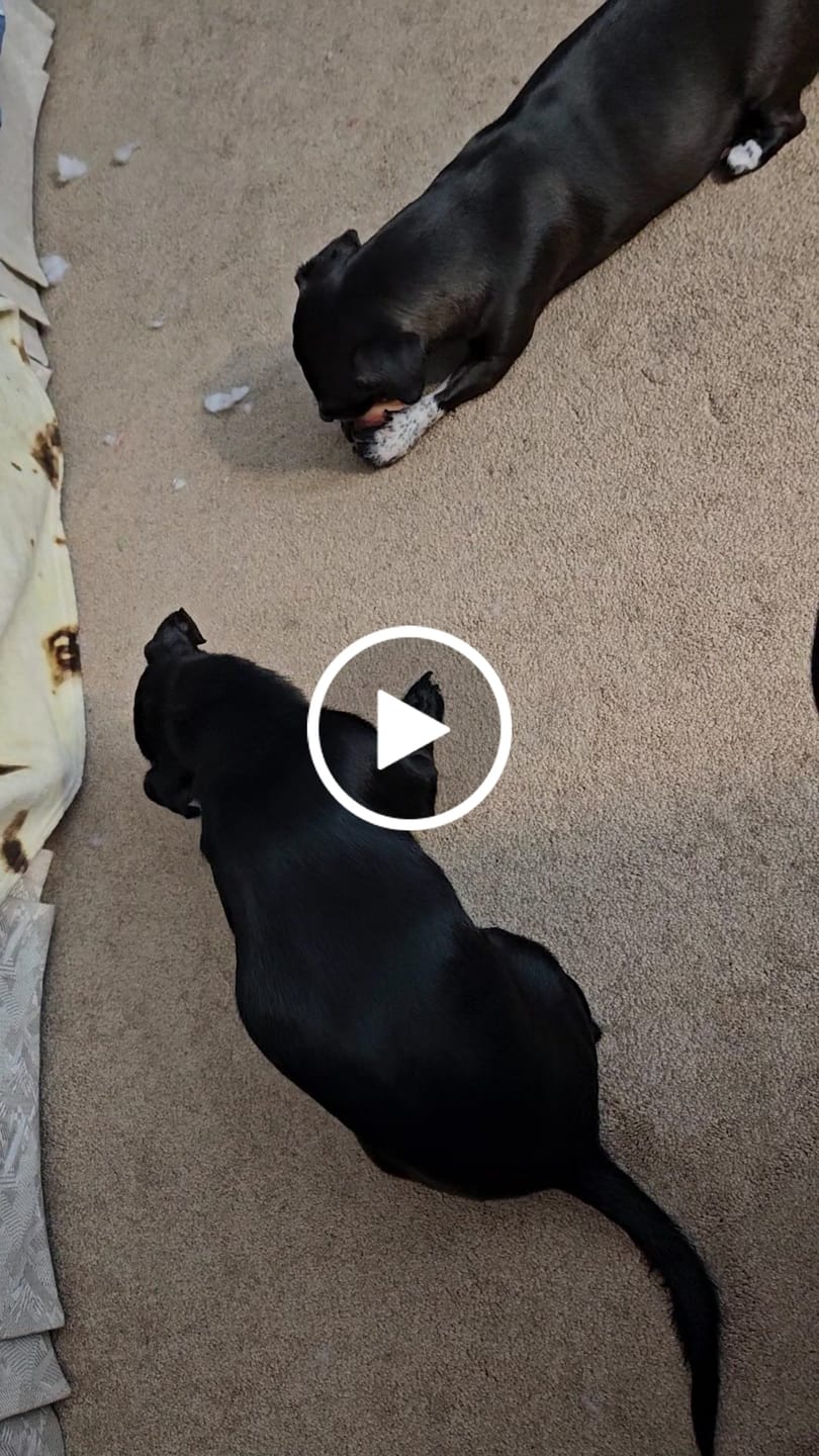 Customer video review of Pumpkin Chicken