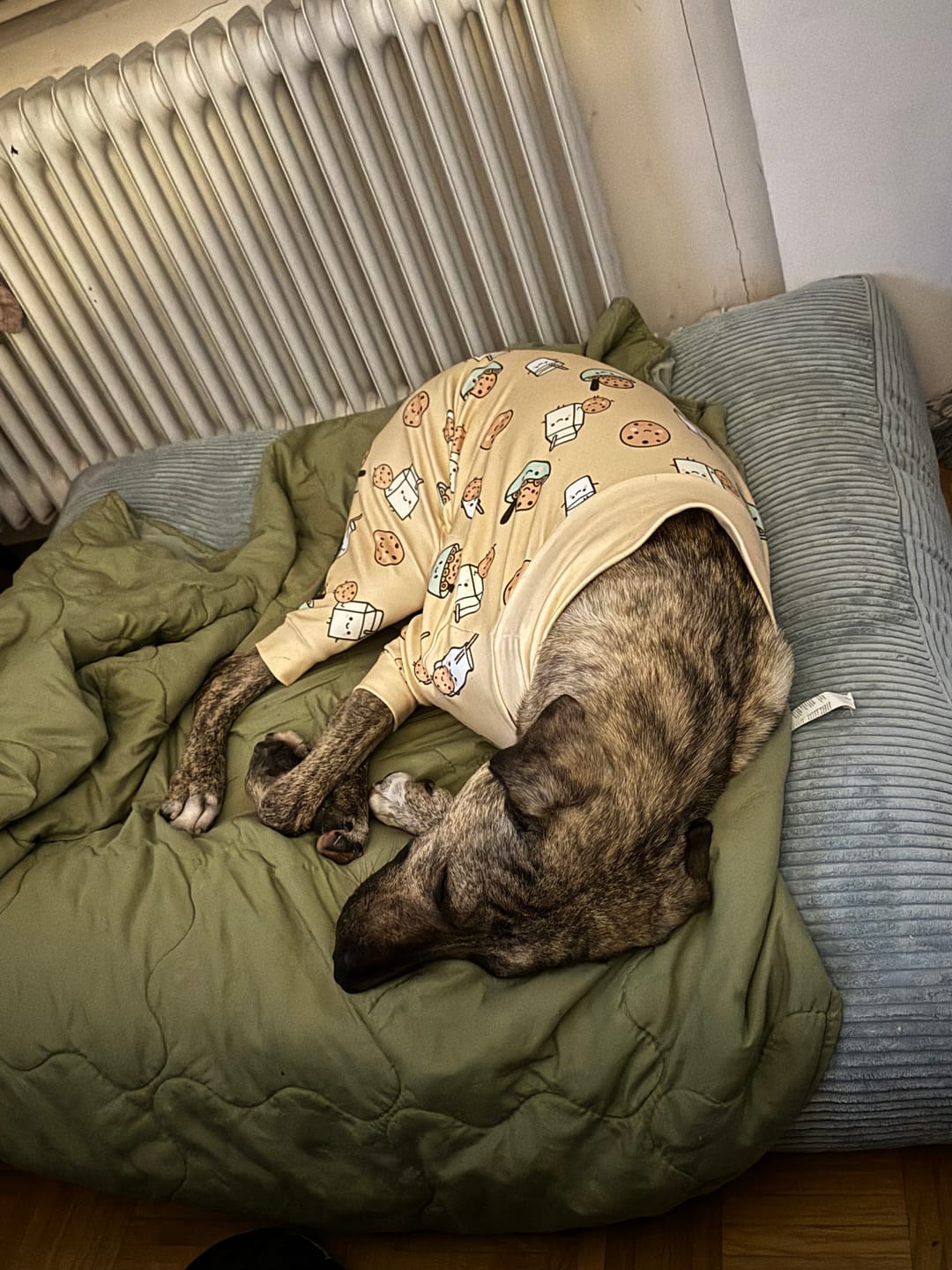 Customer photo review of Dog Pajama - Cookies and Milk
