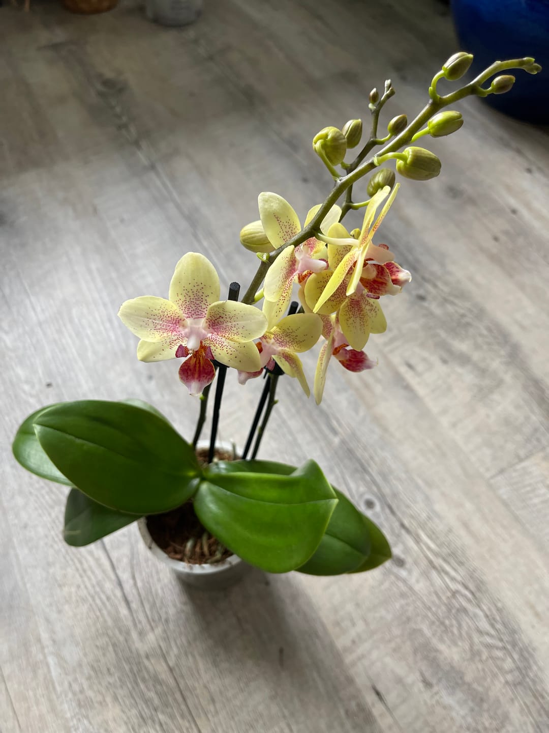 Customer photo review of Table Dance Pereira mit gelb-gepunkteten Blüten und 2+ Rispen