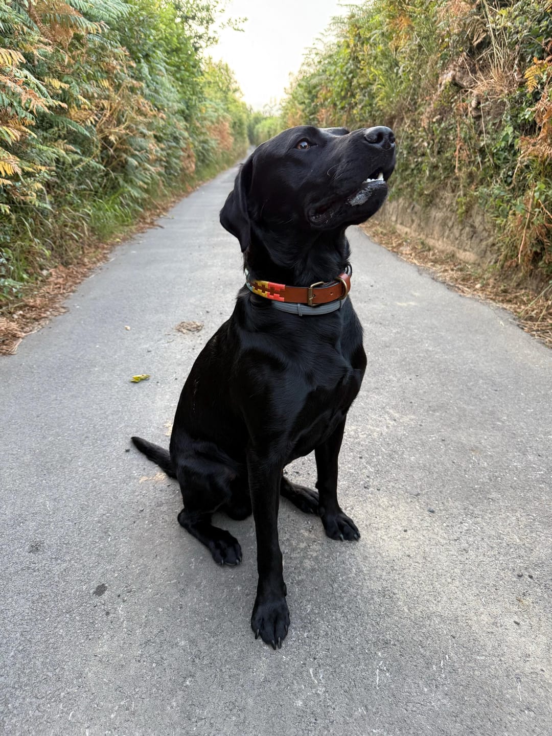 Customer photo review of Embroidered Leather Dog Collar (Summer)