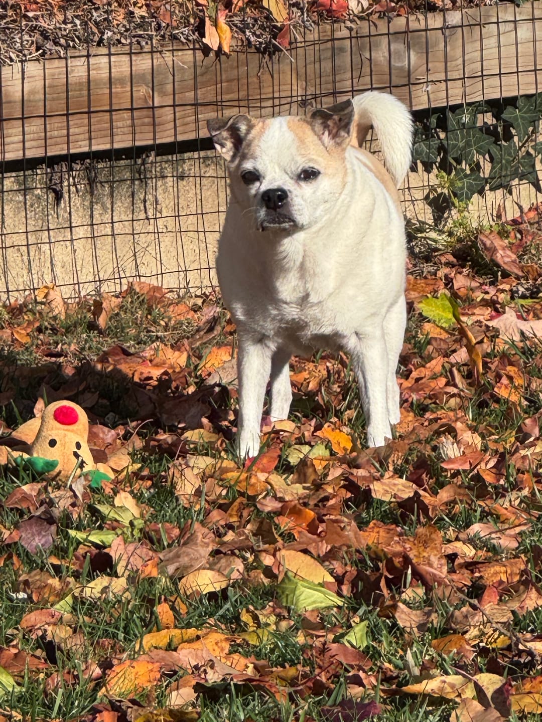 Customer photo review of Dog Kennel Cough & Respiratory Support Remedy
