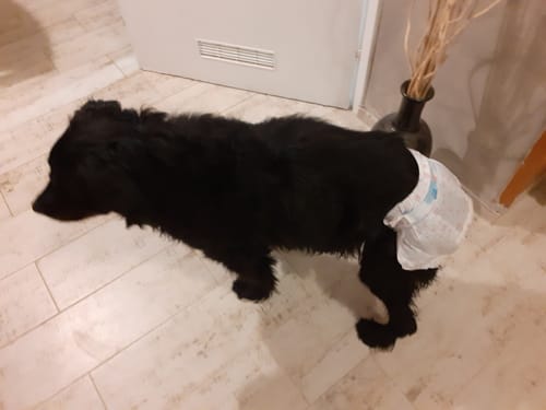 Customer photo review of DryBuddy Felcsatolható Nedvszívó Kutya Pelenka 10 darab