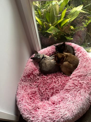 Customer photo review of 3 Month Supply - 3 Cat