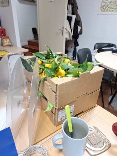 Caroline D. review of Clémentines Bio - Origine Corse image 1 out of 1