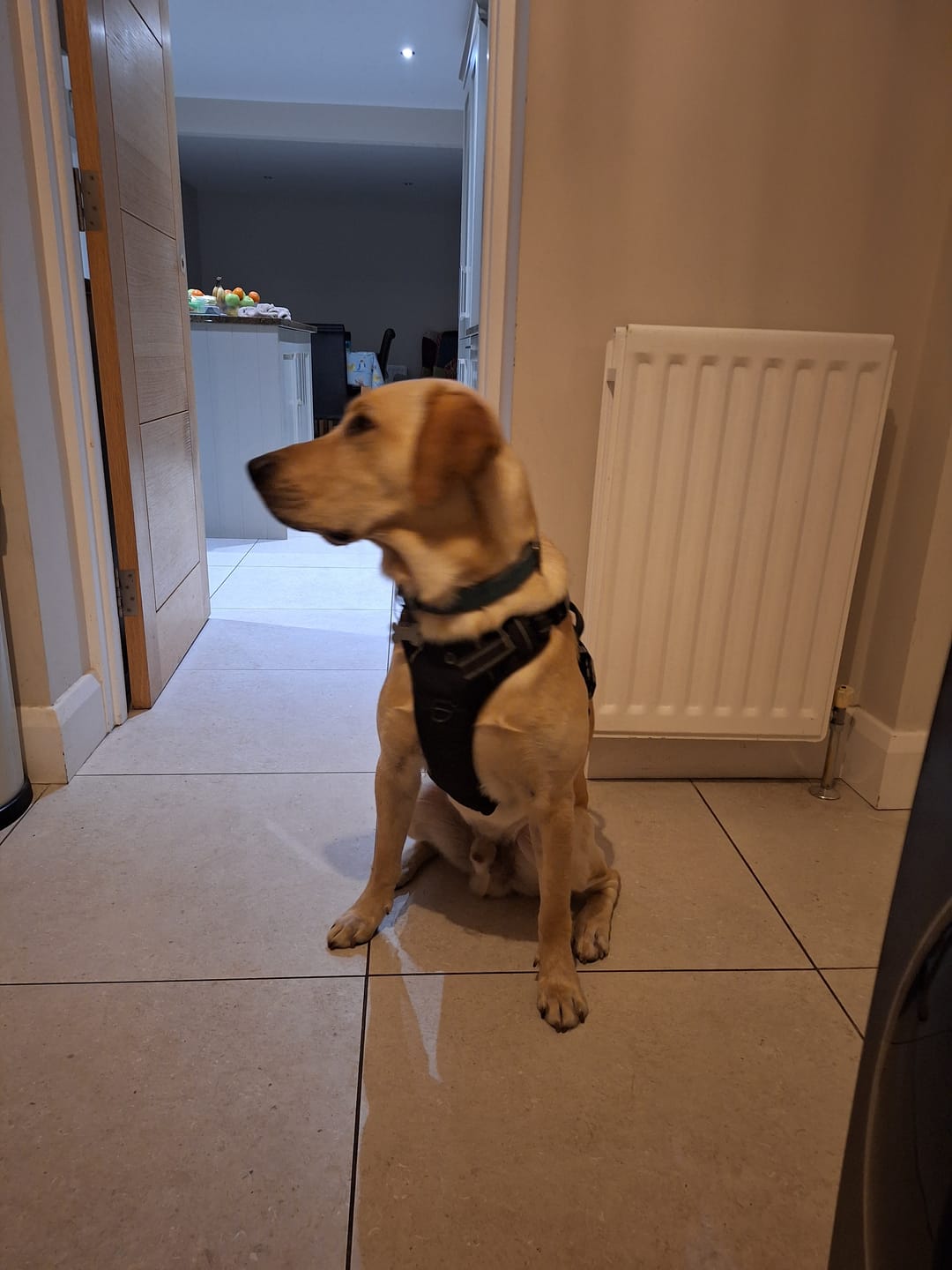 Customer photo review of No Pull Dog Harness - Adjustable Soft Padded Pet Vest with Easy Control Handle