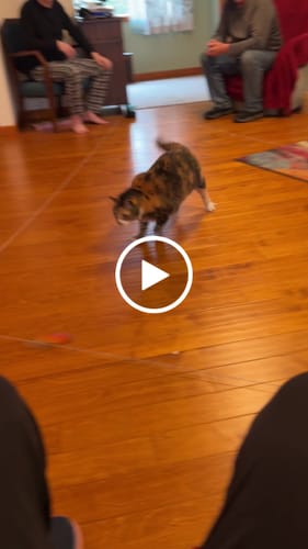 Customer video review of FELOCITY V1