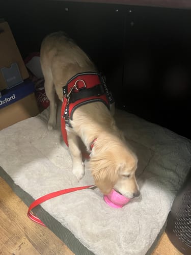 Customer photo review of Freezball - Durable Fillable Dog Chew Bone