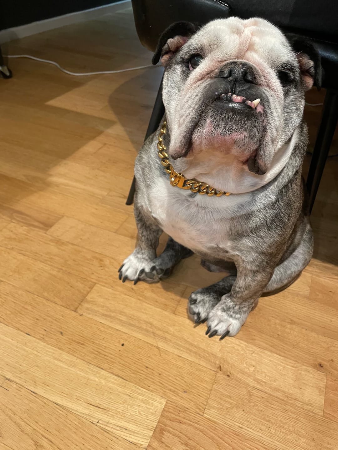 Customer photo review of Cuban Link Chain Dog Collar - Gold