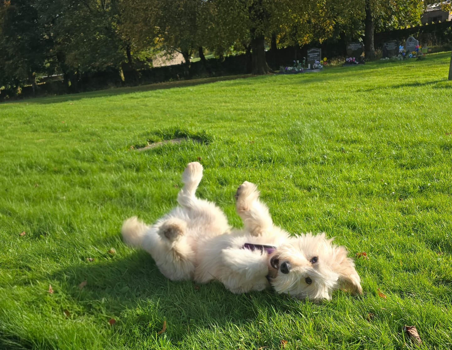 Customer photo review of Chicken Bone Broth for Dogs