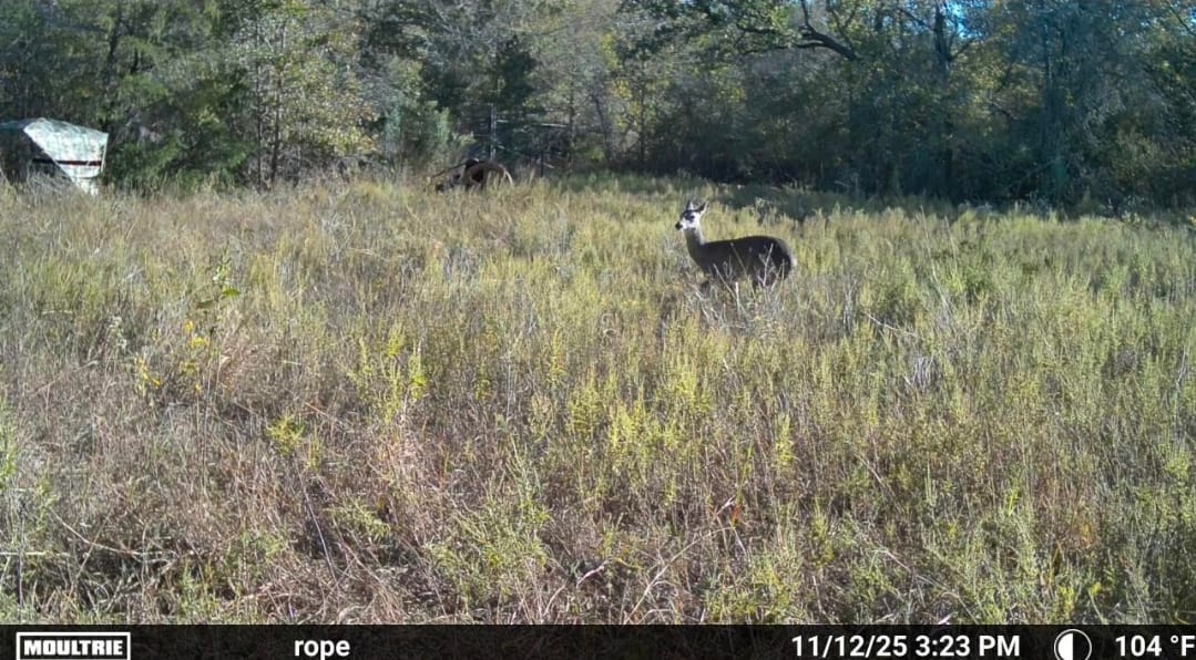 Customer photo review of FlipGuard 270 Big Flipping Door RainProof See-Through Whitetail Hunting Blind