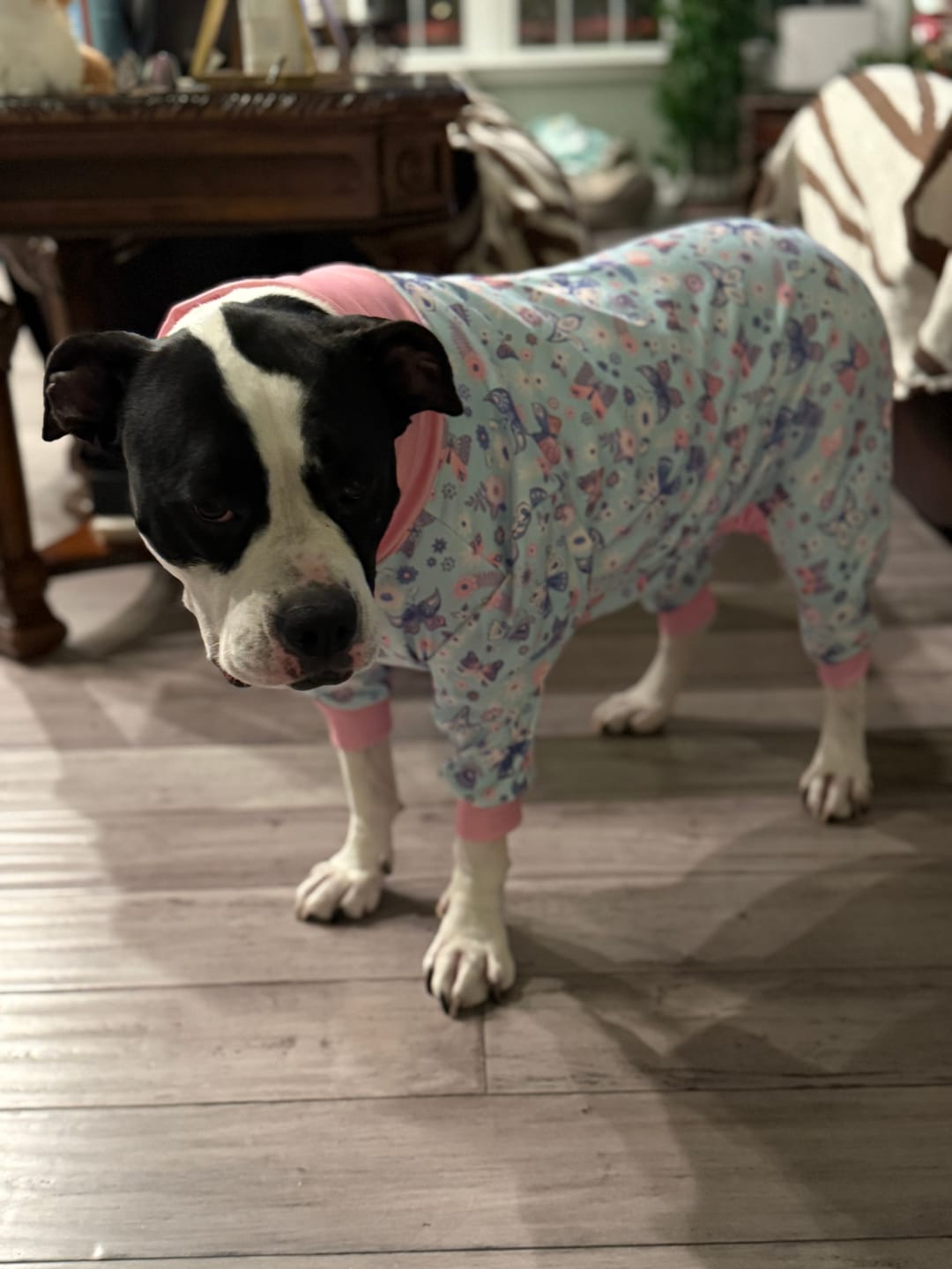 Customer photo review of Dog Pajama - Butterfly