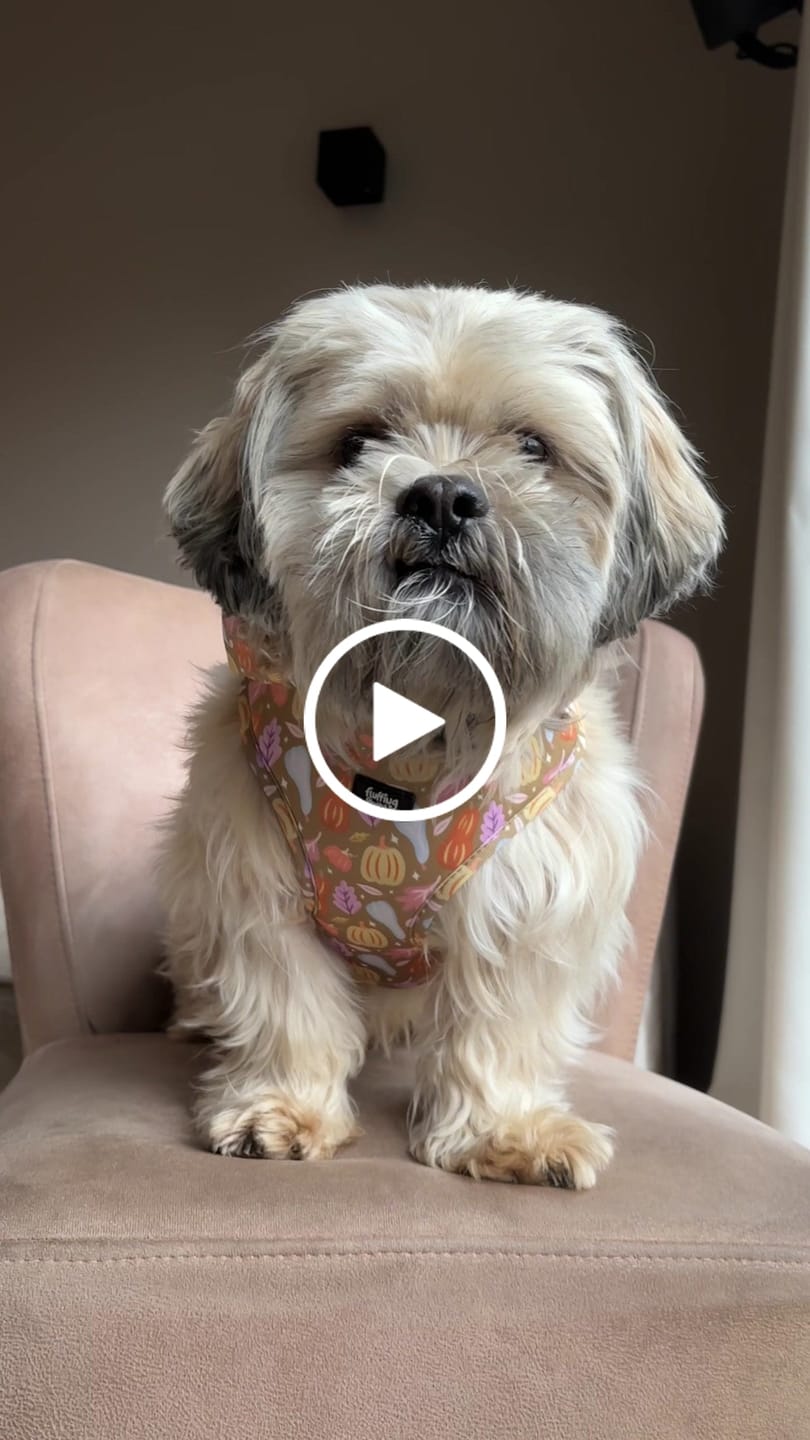Customer video review of Adjustable Dog Harness - Falling For You
