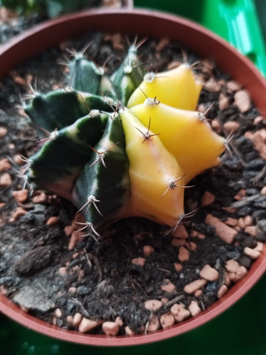 Customer photo review of Gymnocalycium Mihanovichii Variegata (Kaktus)