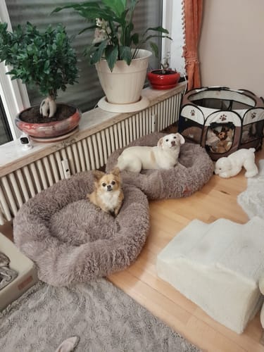 Customer photo review of Puppery Hundebett Wolke 7 - Das Original