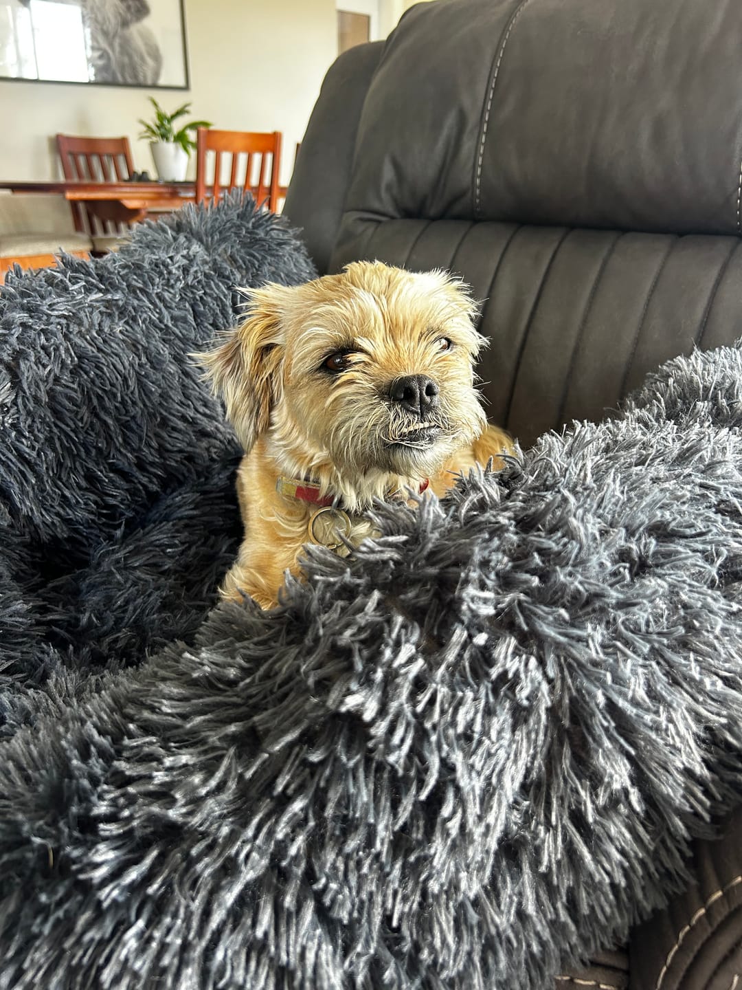 Customer photo review of Calming Couch Bed